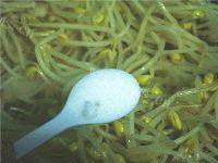 家常菜黄豆芽炒肉片做法图解6)