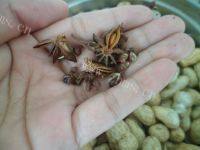 下酒菜五香花生做法图解2)