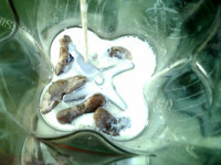 菱角奶饮做法图解3)
