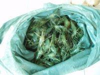常吃不腻的油爆虾做法图解1)