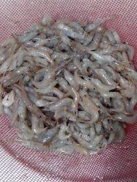 好吃的韭菜炒虾做法图解1)