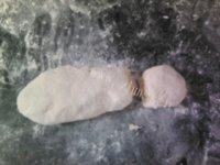 自己做的火腿花卷做法图解2)