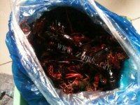 家常菜红烧小龙虾做法图解1)