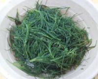 美味的凉拌猪毛菜做法图解1)