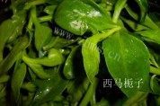 炝拌穿心莲做法图解1)