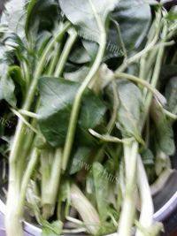好吃的波菜馅饺子做法图解1)