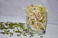 自制自发豆芽