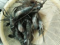 美味的糖醋沼虾做法图解1)