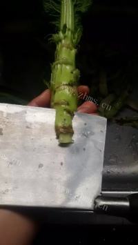 老家农家腊味菜做法图解2)