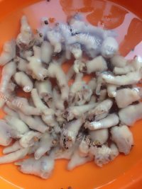 美味的自制泡椒凤爪#新鲜从做法图解5)