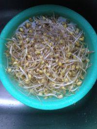 酸菜炒豆芽做法图解1)