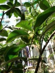 想念的桂花蜜做法图解2)