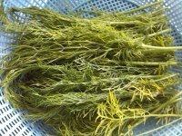 「DIY美食」茴香饺子做法图解1)