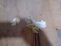 香飘的蒜蓉菠菜做法图解1)