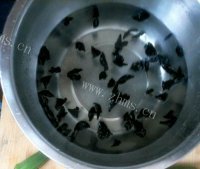 辣椒炒木耳做法图解3)
