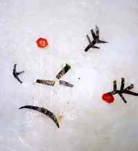 圣诞雪人蛋糕做法图解8)