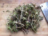 香脆的荠菜薄饼做法图解1)