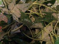 家常菜蒜香番薯叶做法图解2)