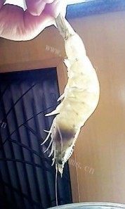 美味的番茄焖虾做法图解2)