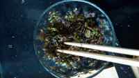 家常菜香椿芽拌豆腐做法图解2)