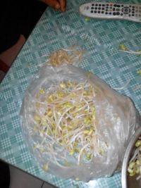 小朋友喜欢的素炒豆芽做法图解1)