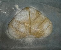 美味的巧克力酸奶冻香蕉做法图解10)