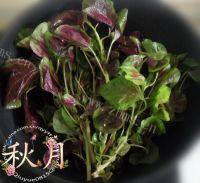 美味的胭脂藕片做法图解6)