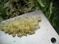 外婆教我做凉拌苦菊做法图解8)
