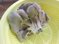 炸蘑菇（简单版）做法图解1)