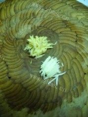 美味的双椒腊味皮蛋做法图解4)