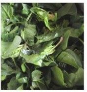 家常菜海米炒菠菜做法图解2)