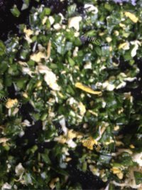 香飘十里的韭菜馅饼做法图解3)