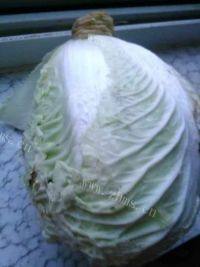 诱人的凉拌白菜做法图解1)
