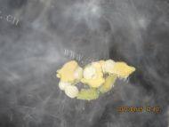 美味的土豆焖鸭做法图解3)