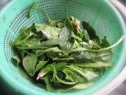 鸡蛋炒菠菜做法图解1)