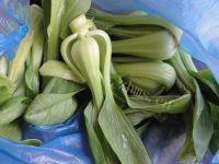 家常菜肉炒油菜做法图解1)