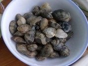 美味的冬瓜蛤蜊汤做法图解1)