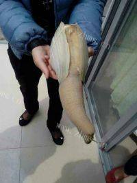 易做的蒸象拔蚌做法图解3)