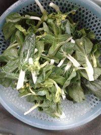 营养的蒜香小白菜做法图解2)