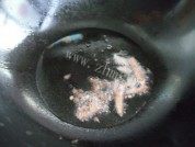美味的粉皮烧鸡做法图解3)