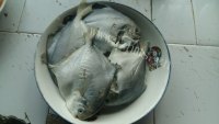 鲜美可口的清蒸鲳鱼做法图解1)