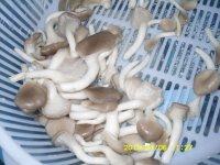 口感好的鱼头豆腐汤做法图解3)