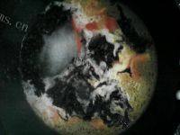 美味的西红柿紫菜蛋花汤做法图解5)
