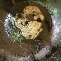 营养丰富的红烧羊排做法图解5)