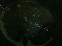 咸蛋猪肉枸杞叶汤做法图解4)
