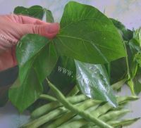 豆角拌豆角叶做法图解2)
