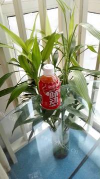 酸甜可口山楂草莓消脂茶做法图解2)