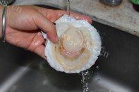 美味的清蒸扇贝做法图解2)