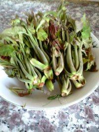 家常菜香椿芽拌豆腐做法图解1)