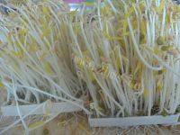 质嫩的素炒绿豆芽做法图解1)
